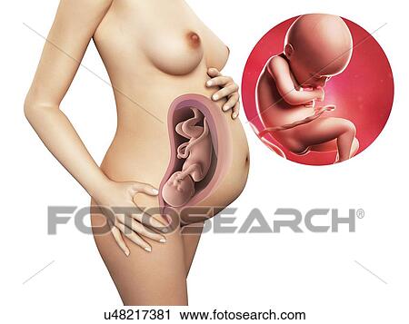 Clip Art - Pregnancy - week 36, artwork. Fotosearch