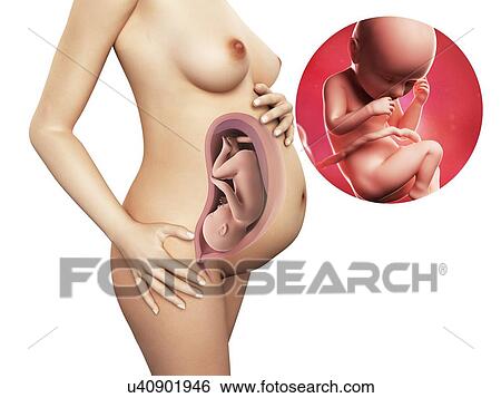 Stock Illustration - Pregnancy - week 37, artwork. Fotosearch