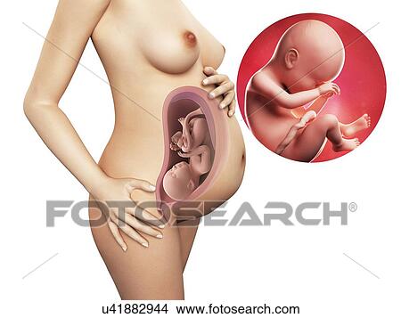 Pregnancy - week 38, artwork View Large Illustration Stock Illustration - Pregnancy - week 38, artwork. Fotosearch