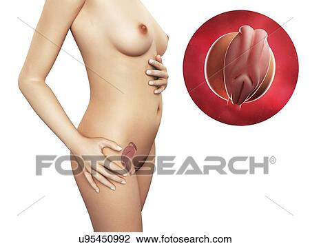 Drawing - Pregnancy - week 4, artwork. Fotosearch