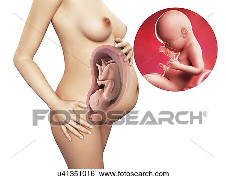 Stock Illustration - Pregnancy - week 40, artwork. Fotosearch