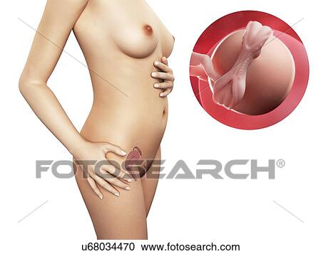 Pregnancy - week 5, artwork View Large Illustration Clipart - Pregnancy - week 5, artwork. Fotosearch