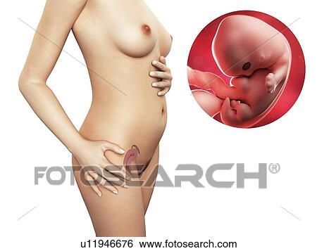 Stock Illustration - Pregnancy - week 7, artwork. Fotosearch
