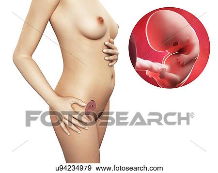 Pregnancy - week 8, artwork View Large Illustration Stock Illustration - Pregnancy - week 8, artwork. Fotosearch
