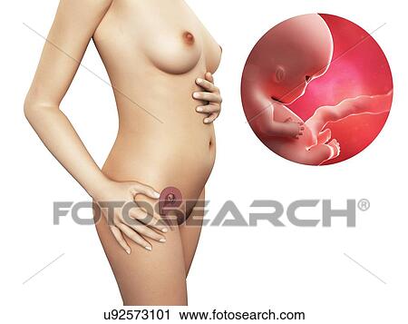 Clip Art - Pregnancy - week 9, artwork. Fotosearch