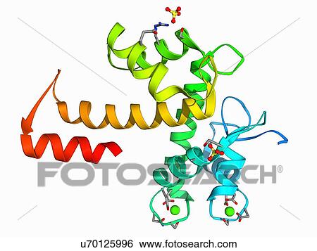 Stock Illustration - Programmed cell death protein 6 molecule. Fotosearch
