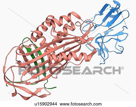 Stock Illustration - Proteinase inhibitor molecule. Fotosearch