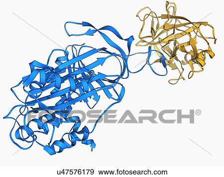 Proteinase inhibitor molecule View Large Illustration Stock Illustration - Proteinase inhibitor molecule. Fotosearch