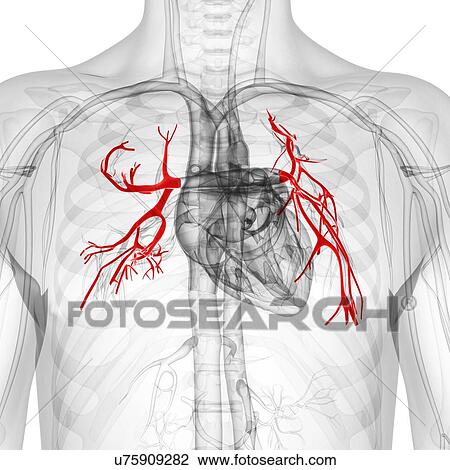 Pulmonary arteries, artwork View Large Illustration Drawing - Pulmonary arteries, artwork. Fotosearch