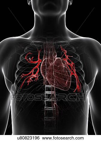 Pulmonary arteries, artwork View Large Illustration Stock Illustration - Pulmonary arteries, artwork. Fotosearch