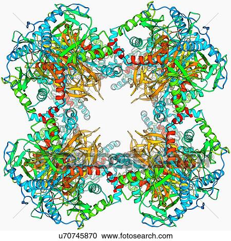 Clipart - Pyruvate dehydrogenase complex enzyme. Fotosearch