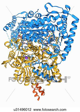 Pyruvate dehydrogenase enzyme molecule View Large Illustration Drawing - Pyruvate dehydrogenase enzyme molecule. Fotosearch