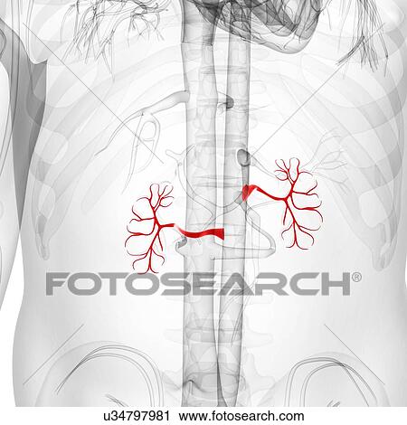 Renal arteries, artwork View Large Illustration Clip Art - Renal arteries, artwork. Fotosearch