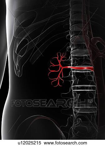 Stock Illustration - Renal artery, artwork. Fotosearch