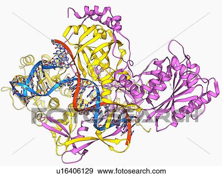 Repair protein and DNA, molecular model View Large Illustration Stock Illustration - Repair protein and DNA, molecular model. Fotosearch