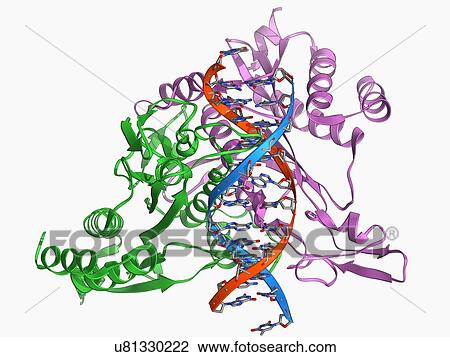 Restriction enzyme and DNA View Large Illustration Drawing - Restriction enzyme and DNA. Fotosearch