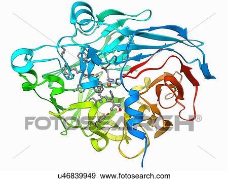 Retinal-producing oxygenase enzyme View Large Illustration Stock Illustration - Retinal-producing oxygenase enzyme. Fotosearch