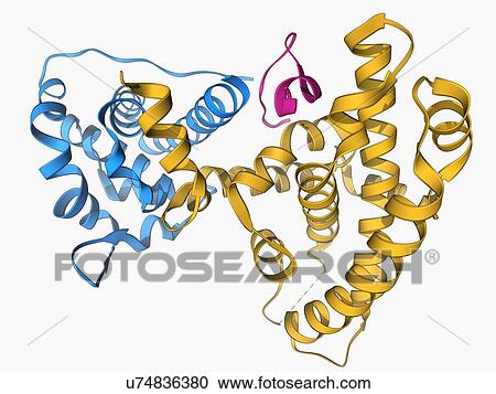 Clipart - Retinoblastoma tumor suppressor molecule. Fotosearch
