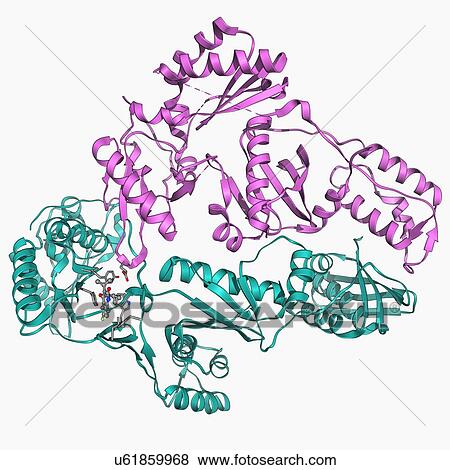 Reverse transcriptase and inhibitor View Large Illustration Stock Illustration - Reverse transcriptase and inhibitor. Fotosearch
