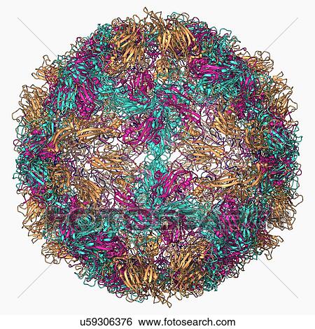 Stock Illustration - Rhinovirus 14 capsid, molecular model. Fotosearch