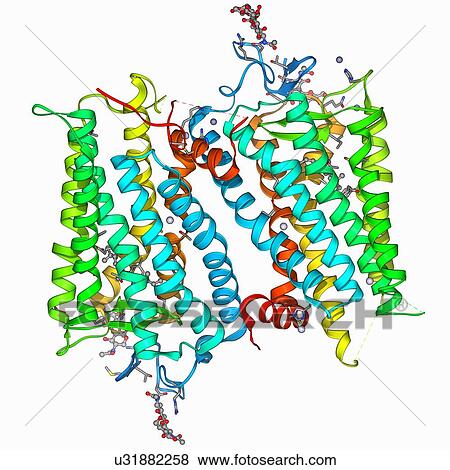 Stock Illustration - Rhodopsin molecule. Fotosearch