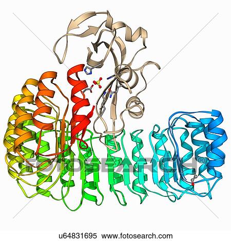 Ribonuclease bound to inhibitor View Large Illustration Stock Illustration - Ribonuclease bound to inhibitor. Fotosearch