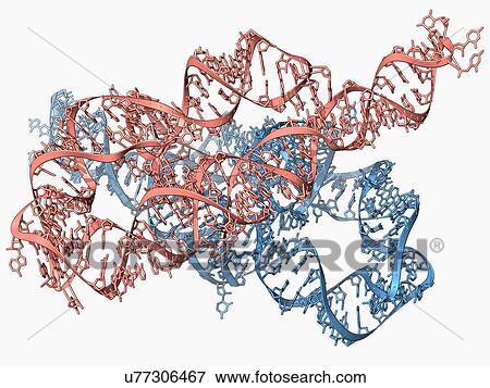 Ribozyme enzyme and RNA View Large Illustration Stock Illustration - Ribozyme enzyme and RNA. Fotosearch