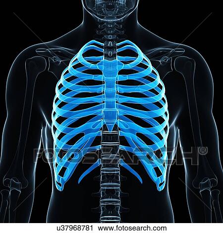 Ribs, artwork View Large Illustration Clip Art - Ribs, artwork. Fotosearch