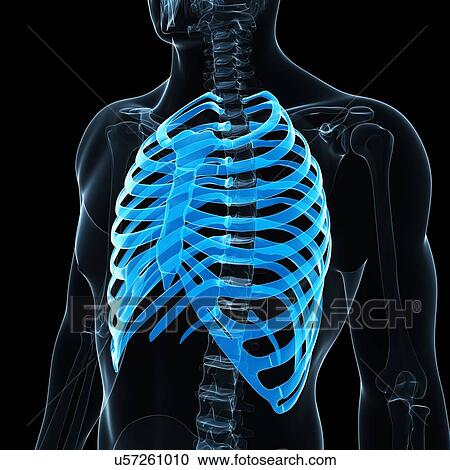 Ribs, artwork View Large Illustration Clipart - Ribs, artwork. Fotosearch