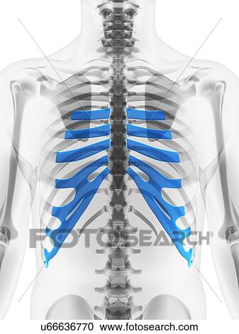 Clipart - Ribs, artwork. Fotosearch