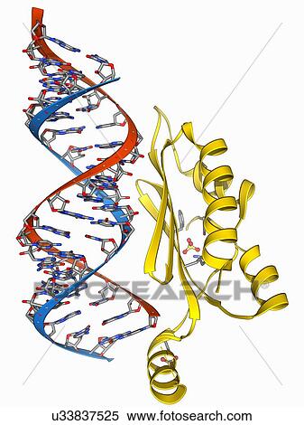 RNA interference viral suppressor and RNA View Large Illustration Stock Illustration - RNA interference viral suppressor and RNA. Fotosearch