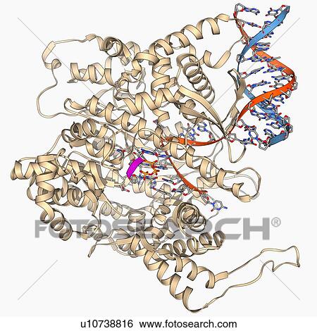 RNA polymerase molecule View Large Illustration Stock Illustration - RNA polymerase molecule. Fotosearch