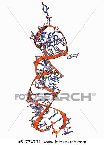 RNA stem-loop motif, molecular model View Large Illustration Clip Art - RNA stem-loop motif, molecular model. Fotosearch