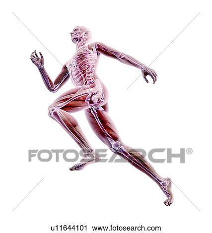 Runner, artwork View Large Illustration Clip Art - Runner, artwork. Fotosearch
