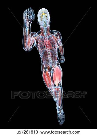 Runner, artwork View Large Illustration Clipart - Runner, artwork. Fotosearch