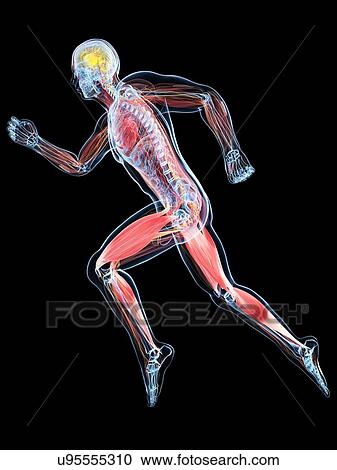 Runner, artwork View Large Illustration Clipart - Runner, artwork. Fotosearch