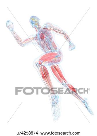 Runner, artwork View Large Illustration Stock Illustration - Runner, artwork. Fotosearch