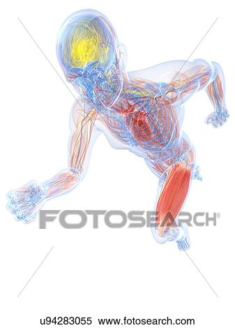 Runner, artwork View Large Illustration Stock Illustration - Runner, artwork. Fotosearch