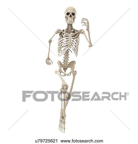 Running skeleton, artwork View Large Illustration Clip Art - Running skeleton, artwork. Fotosearch