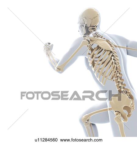 Running skeleton, artwork View Large Illustration Clipart - Running skeleton, artwork. Fotosearch