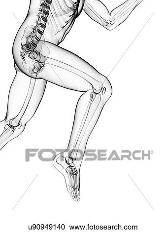 Running skeleton, artwork View Large Illustration Clipart - Running skeleton, artwork. Fotosearch