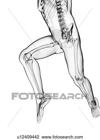 Running skeleton, artwork View Large Illustration Drawing - Running skeleton, artwork. Fotosearch