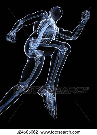 Running skeleton, artwork View Large Illustration Drawing - Running skeleton, artwork. Fotosearch
