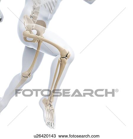 Drawing - Running skeleton, artwork. Fotosearch