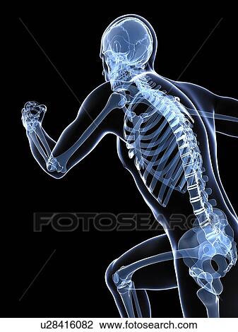 Running skeleton, artwork View Large Illustration Drawing - Running skeleton, artwork. Fotosearch