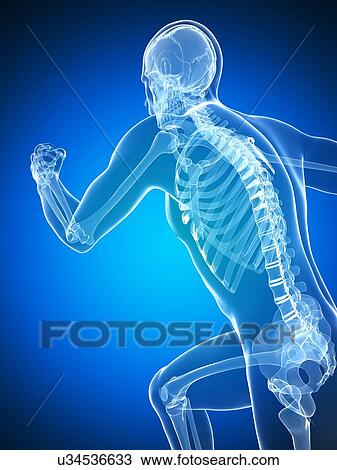 Drawing - Running skeleton, artwork. Fotosearch