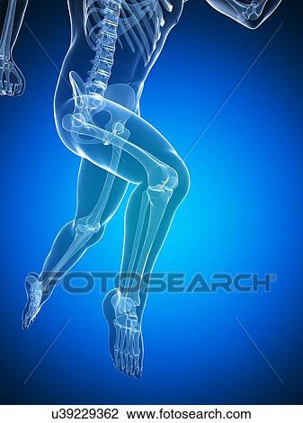 Running skeleton, artwork View Large Illustration Drawing - Running skeleton, artwork. Fotosearch