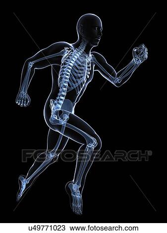 Running skeleton, artwork View Large Illustration Drawing - Running skeleton, artwork. Fotosearch