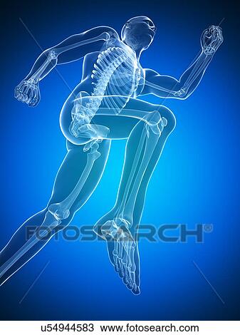 Drawing - Running skeleton, artwork. Fotosearch