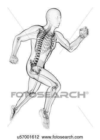 Running skeleton, artwork View Large Illustration Drawing - Running skeleton, artwork. Fotosearch